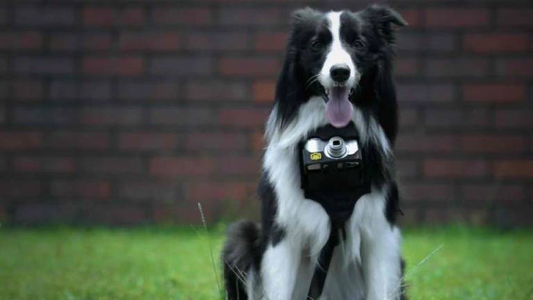 Esta cámara permite que los perros se conviertan en fotógrafos
