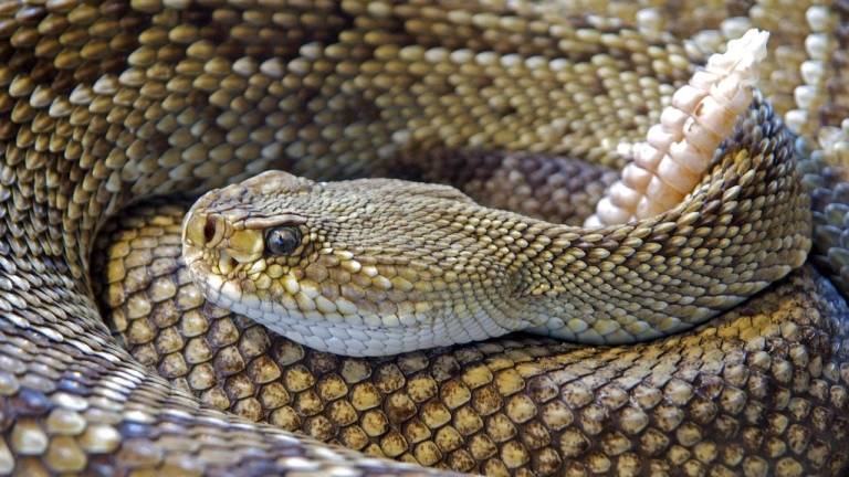 VIDEO: Veinte serpientes de cascabel son halladas en el garaje de un hombre en Texas