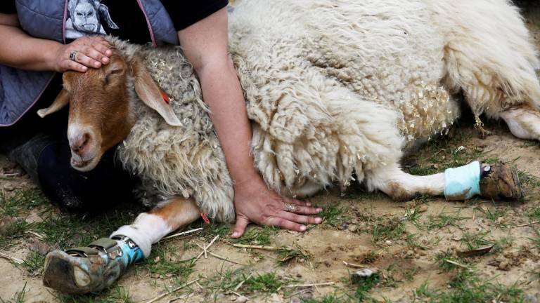 La Granja que cuida de animales que iban a ser sacrificados