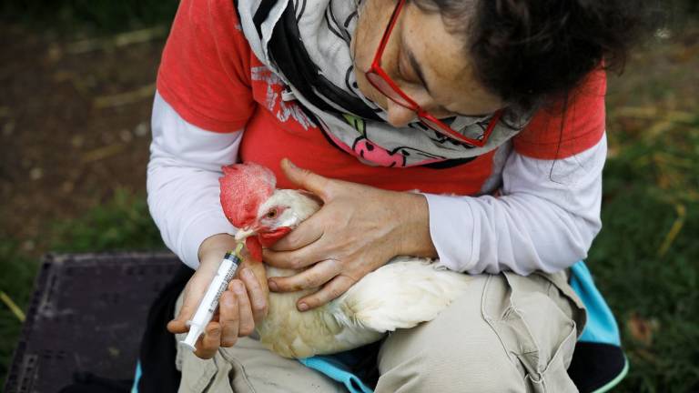 La Granja que cuida de animales que iban a ser sacrificados