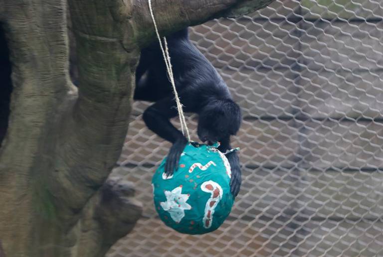 $!Oso, leones, monos, aves y tortugas celebran una singular Navidad en zoológico de Quito
