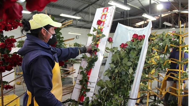 Rosas de Ecuador, preparadas para enamorar a medio mundo