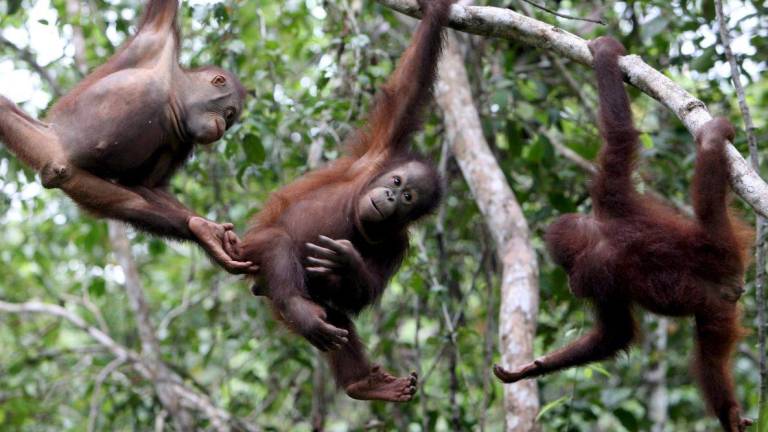 Desastre ecológico: nueva capital de Indonesia amenaza la vida de miles de especies en la selva de Borneo