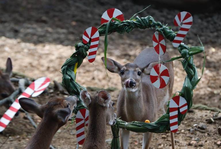 $!Oso, leones, monos, aves y tortugas celebran una singular Navidad en zoológico de Quito