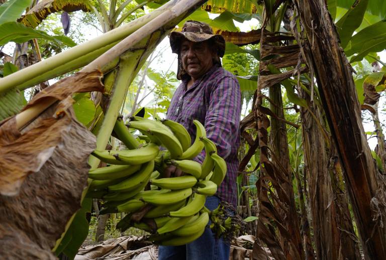 $!Se ha establecido un cerco de vigilancia de cinco kilómetros alrededor de la plantación afectada para evitar la propagación.