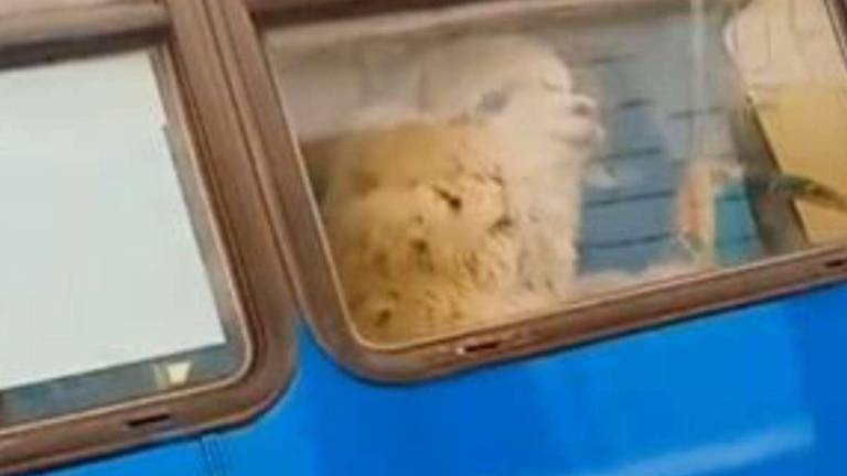 VIDEO: Una llama fue la inusual pasajera de un bus en Quito