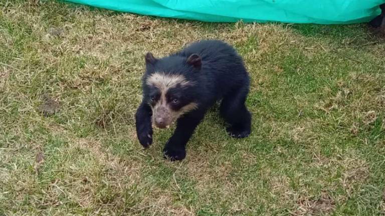 En Cayambe realizaron rescate de un osezno de anteojos andino