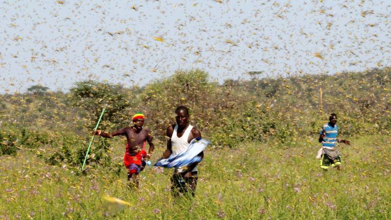 África oriental atraviesa su peor plaga de langostas