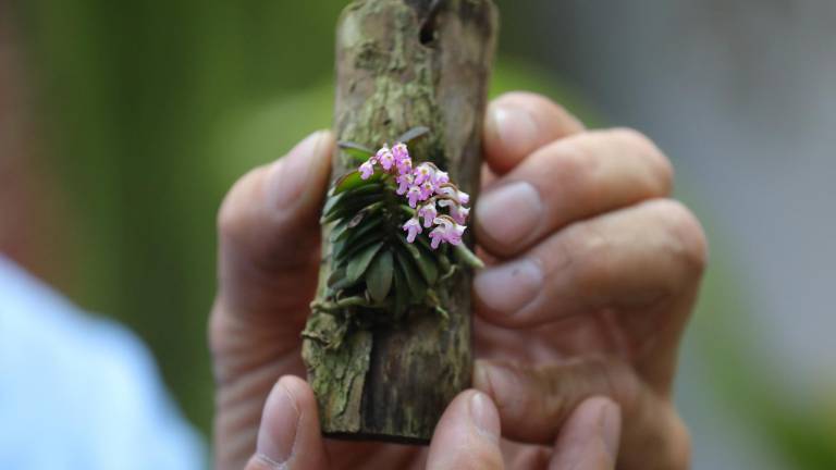 Un colombiano clona orquídeas al borde de la extinción para reintroducirlas a la naturaleza
