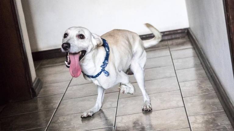 Así es como una mujer abandona a un perro discapacitado