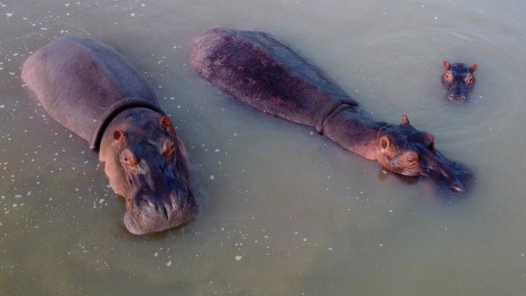 Colombia afirma que Ecuador estaría interesado en recibir dos hipopótamos invasores