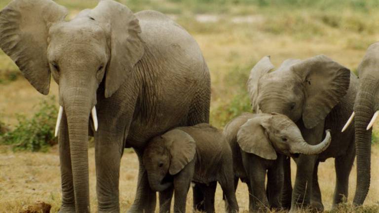 Malaui reubica a más de 500 elefantes para protegerlos