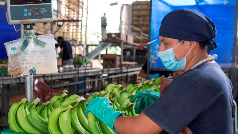 Exportaciones de banano a la baja por reducción de la demanda mundial