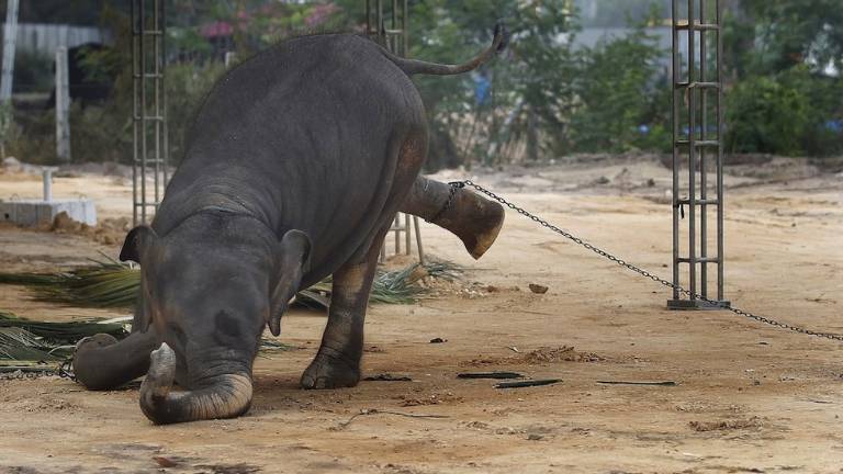 El cruel adiestramiento de los elefantes explotados por el turismo en Tailandia