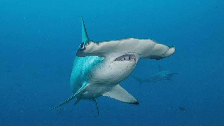 Cassiopeia, la tiburón martillo embarazada que desapareció en las costas de Panamá