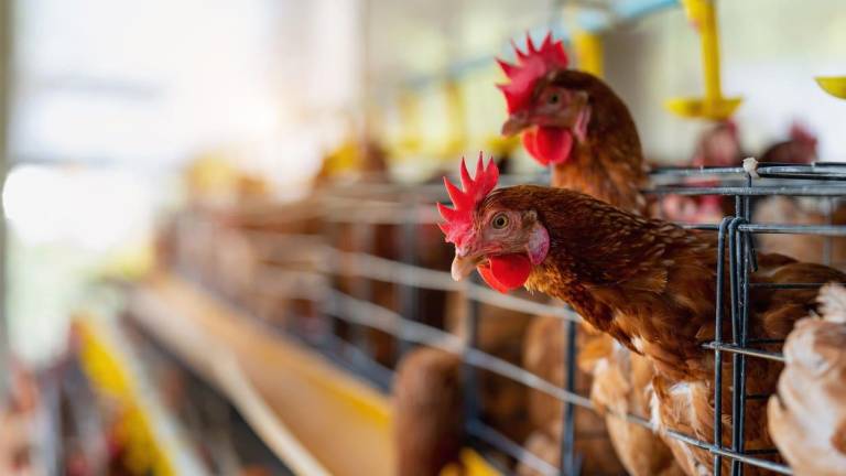 1.5 millones de libras de carne de pollo se exportaron desde Ecuador en el 2023