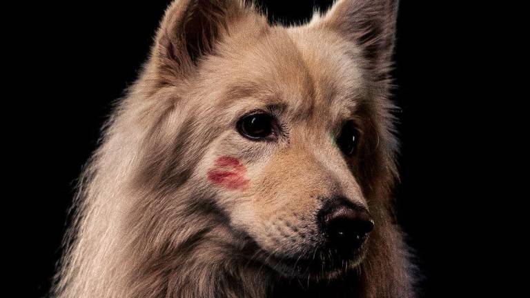 “Kiss testing”, conoce más de qué se trata esta campaña contra el maltrato animal en la industria cosmética