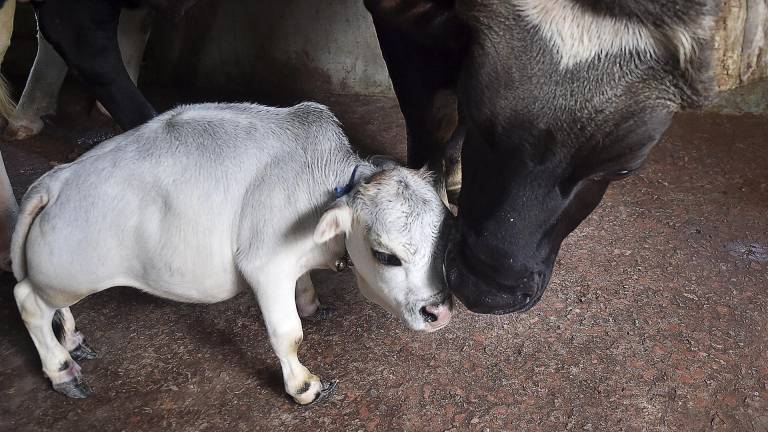 “Rani”, la vaca de Bangladesh que podría ser la más pequeña del mundo