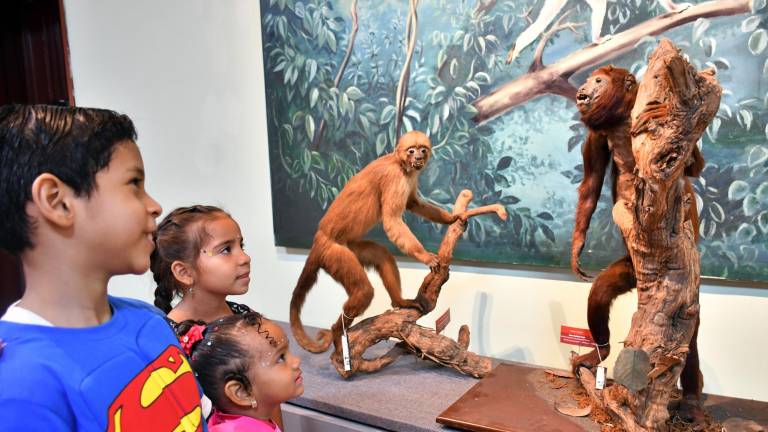 “Historia Natural”, una exposición con más de 100 objetos relacionados a las Ciencias Naturales