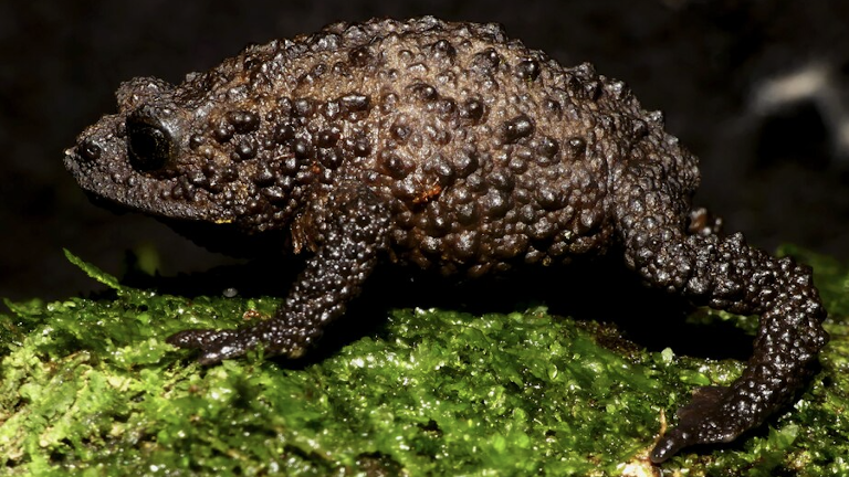 Nueva especie de sapo andino descubierta en Ecuador lleva el nombre del naturalista Steve Backshall