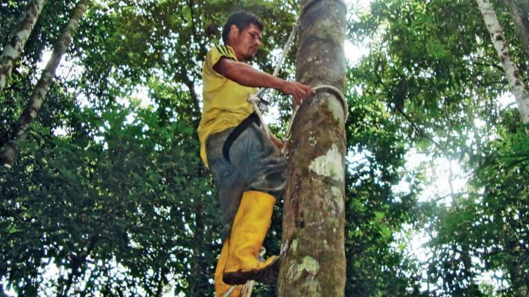 Ecuador produce jabones y cremas con aroma a selva