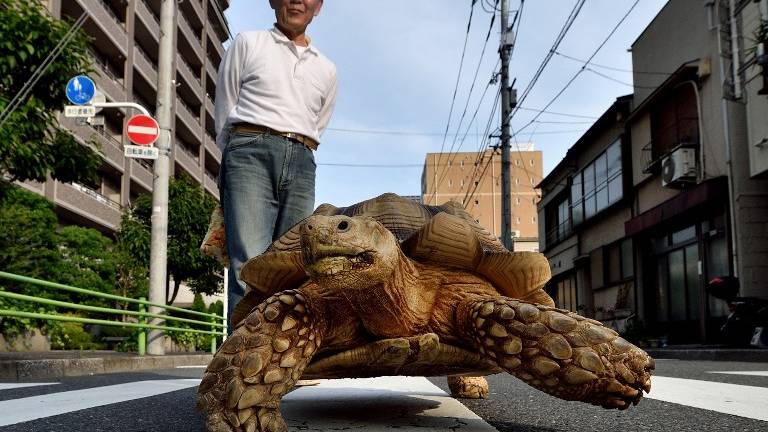 La insólita historia de la tortuga y el sepulturero japonés