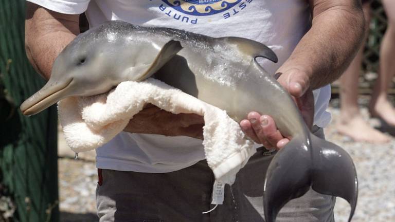 Delfín bebé muere durante &#039;show&#039; en parque acuático