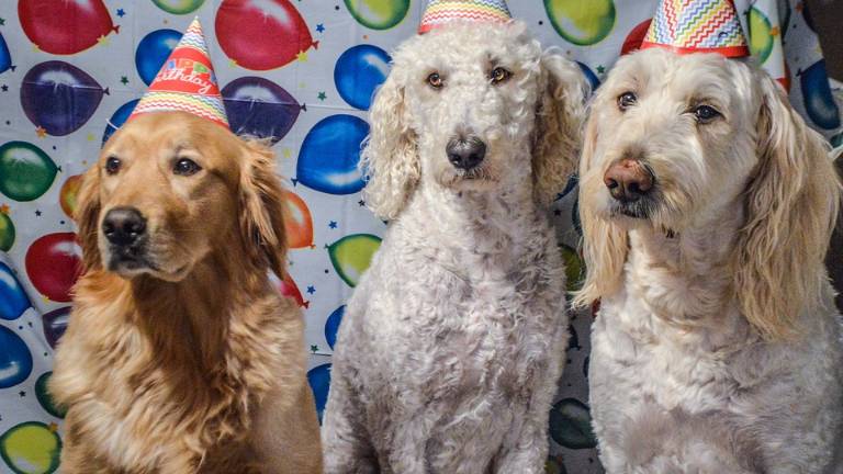 Así se calcula realmente "la edad humana" de un perro