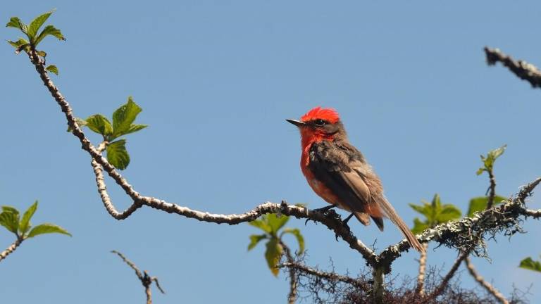 Conteo Navideño de Aves en Galápagos espera romper el récord del año pasado
