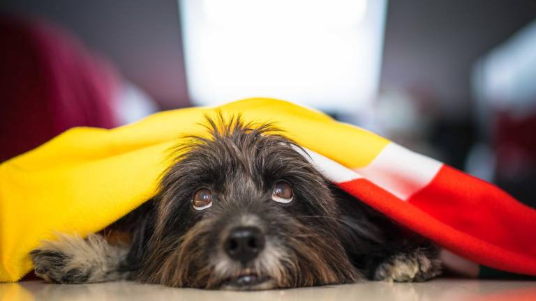 Consejos para cuidar a nuestros peluditos en Año Nuevo de los fuegos artificiales