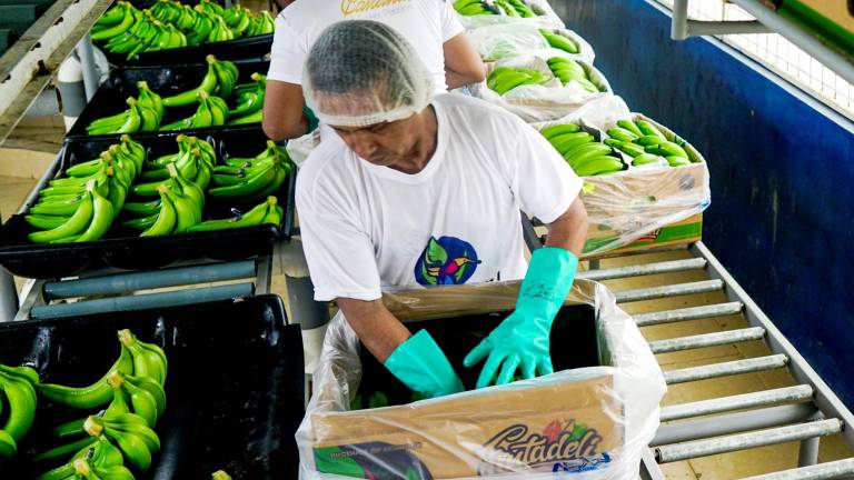 El precio de la caja de banano se mantendrá en 6,25 dólares para el 2022
