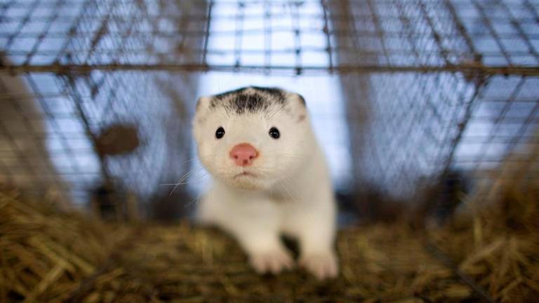 Segundo posible caso de transmisión de coronavirus desde visones a humanos en Holanda