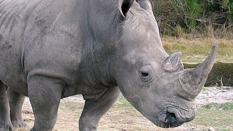 Sólo quedan 4 rinocerontes blancos en el mundo