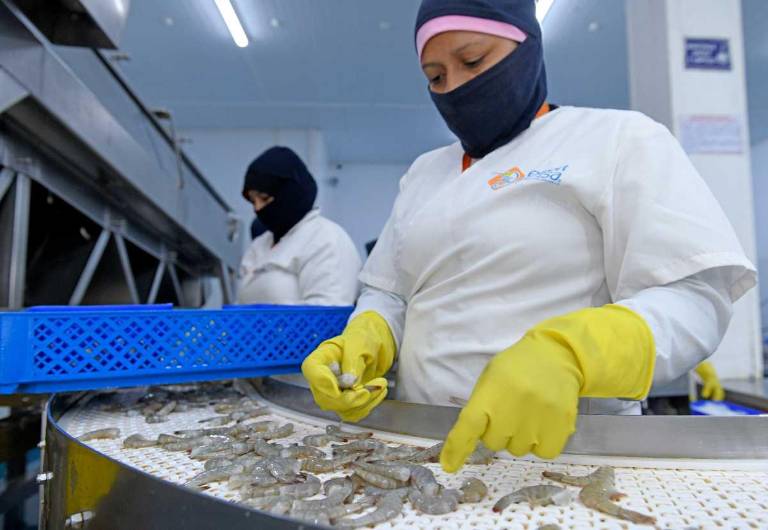 $!La presencia de las mujeres en el área de procesos es alta. Muchas plantas valoran su habilidad y rapidez.