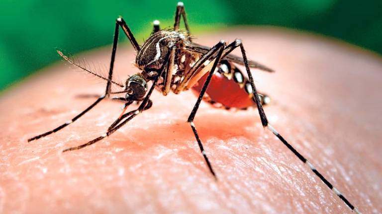 Anuncian estudio clínico de vacuna contra el Zika