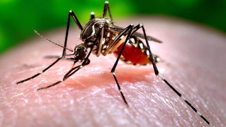 Nuevo anticuerpo hace avanzar la lucha contra el dengue