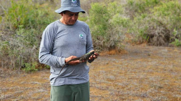 Nacen iguanas terrestres en isla de Galápagos después de casi dos siglos