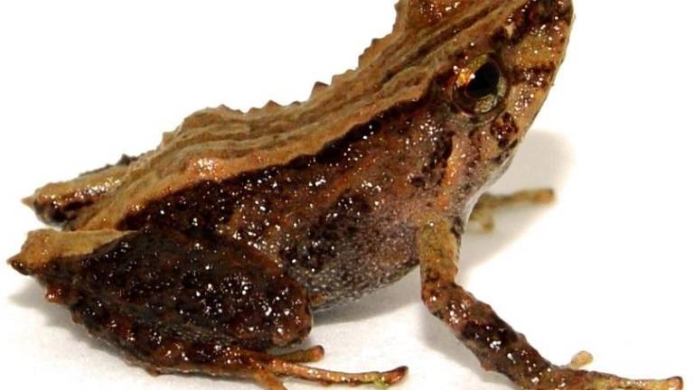 Encuentran en Ecuador una nueva especie de sapo en peligro de extinción
