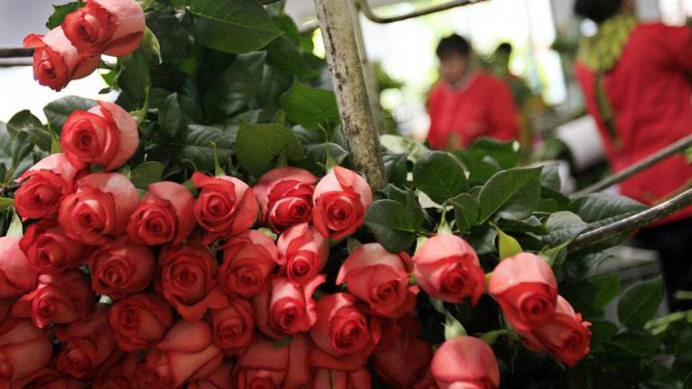 La floricultura de Ecuador, uno de los sectores más castigados por Covid-19