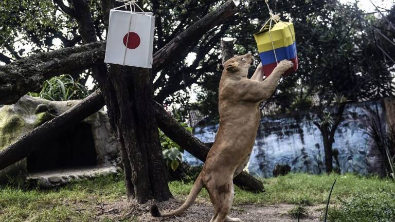 Leones predicen que Colombia ganará a Japón