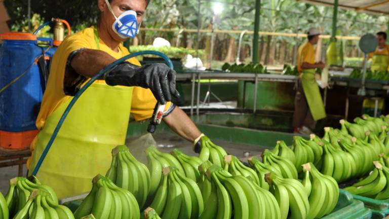 La gran cita de la industria bananera se desarrollará en Guayaquil