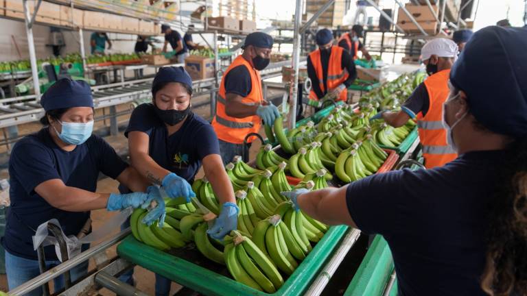 Ecuador necesita recuperar mercados para el banano