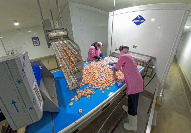 $!Aquagold incorporó una línea de cocido de camarón que permite mantener uniformidad en el proceso y mayor control operativo.