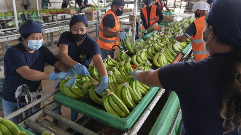 La reciente disposición de los EEUU mantuvo excepciones para productos como el banano y plátano frescos, el cacao en grano y el café instantáneo, gracias al Acuerdo de Comercio Recíproco firmado en marzo pasado.