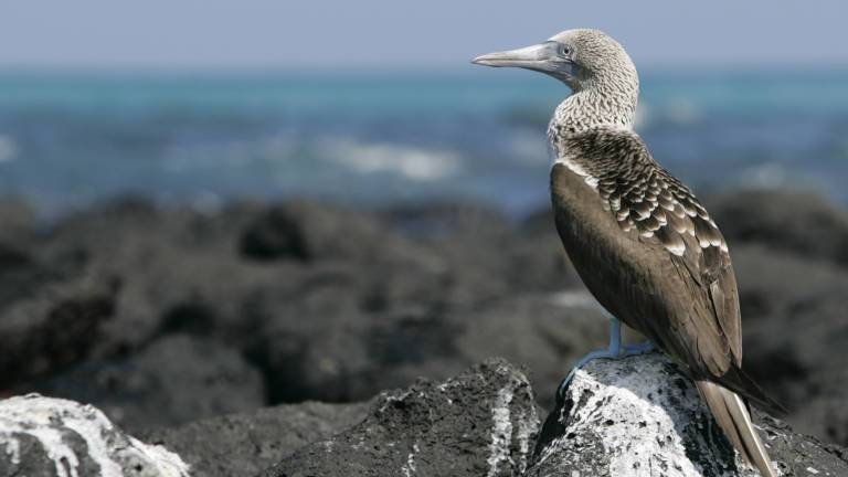 Vuelos internacionales a Galápagos. ¿Son viables?