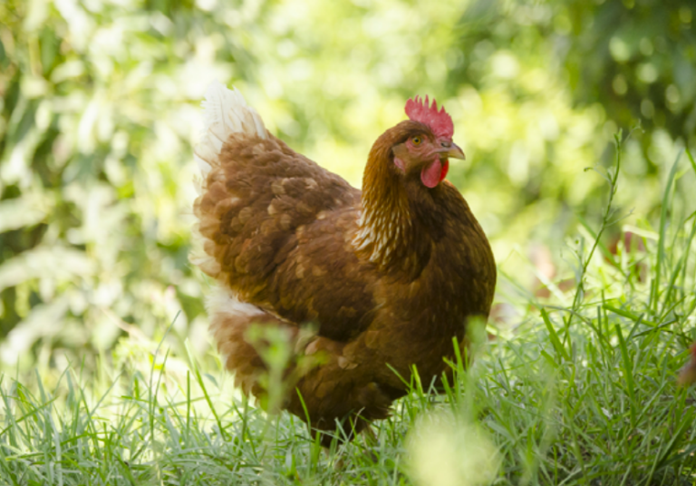 $!En el proyecto Gallinas Libres las aves viven libremente, sin presiones.