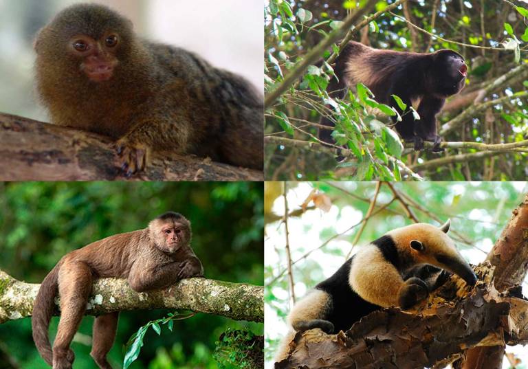 $!Ecuador registra 32 especies de mamíferos en peligro crítico de extinción