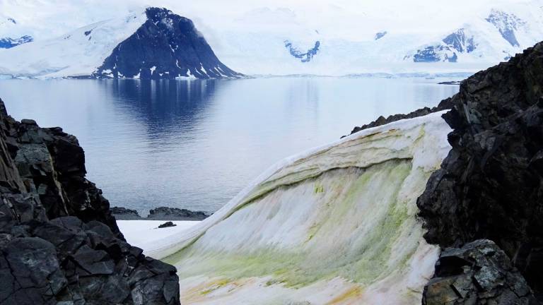 La crisis climática está tiñendo de verde a la Antártida