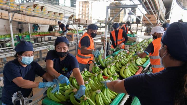 Las exportaciones de banano cierran el 2021 con una leve caída