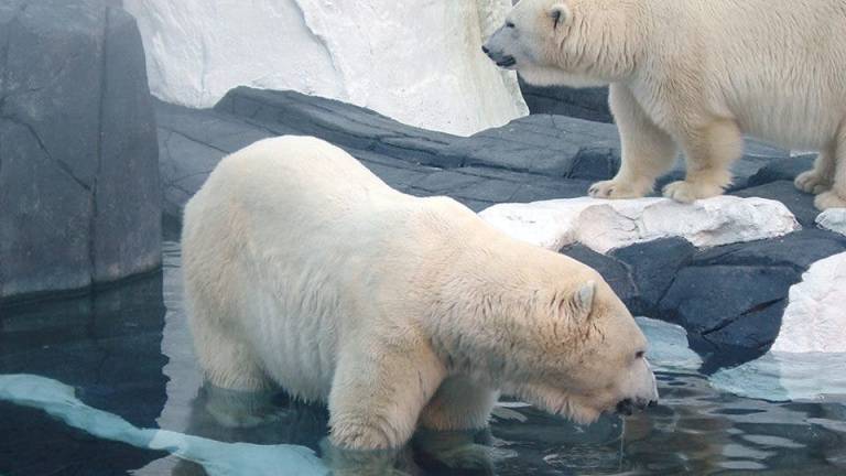 Dos tercios de osos polares se podrían extinguir hacia 2050, advierte experta
